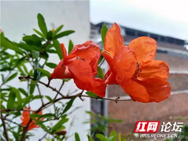 阳台花卉种植分享_阳台改建一家亲_“家和万事兴”