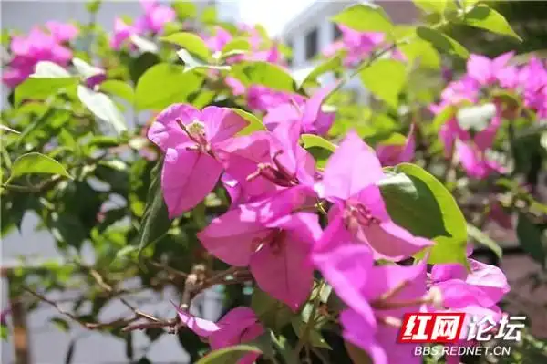 “家和万事兴”_阳台花卉种植分享_阳台改建一家亲