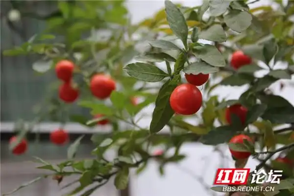 阳台花卉种植分享_阳台改建一家亲_“家和万事兴”