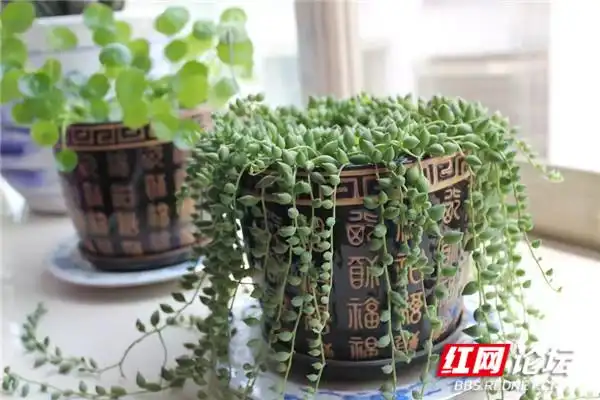 阳台改建一家亲_“家和万事兴”_阳台花卉种植分享