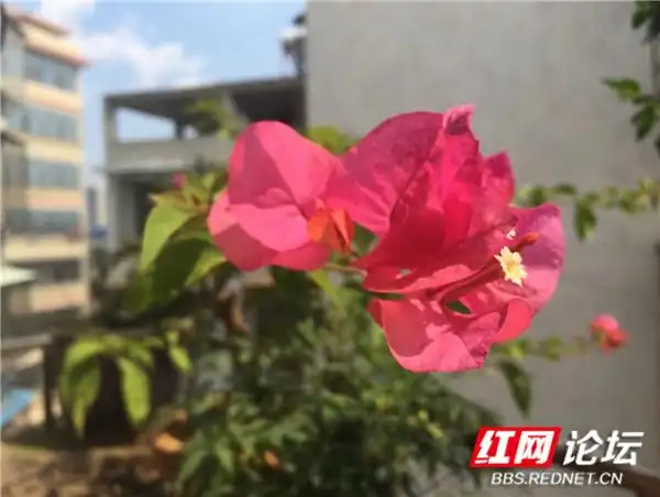 阳台花卉种植分享_阳台改建一家亲_“家和万事兴”