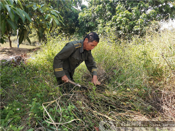 乡镇精准扶贫新闻稿件_广西贫困户脱贫案例_严宣辉扶贫故事