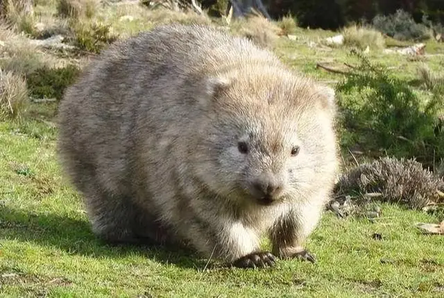 袋熊与树袋熊差异_袋熊方形便便成因_进化世界袋熊