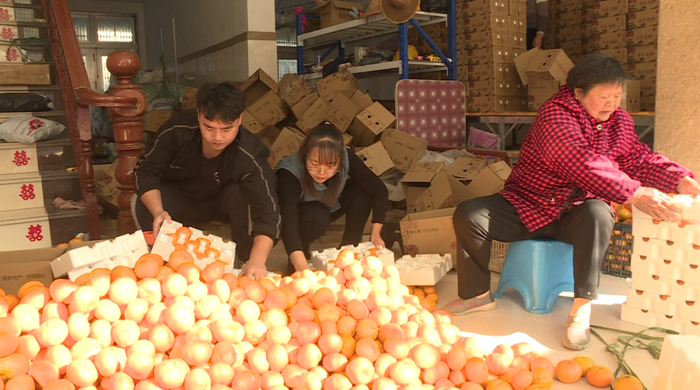 返乡创业新农人_新新农人电商品牌化_最近流行的新电商网站