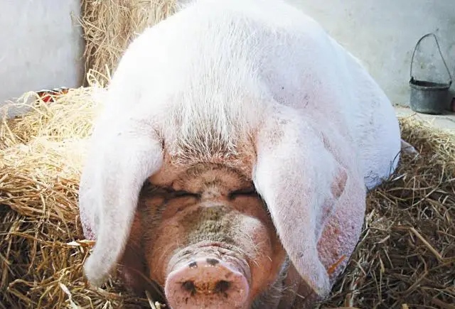 浙江猪王：体重高达2200斤，画家出5万也不卖，死后高僧为其超度