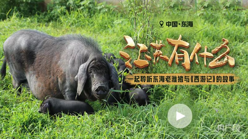 江苏有什么  |  “二师兄”千年突围  只为一口“中国味道”