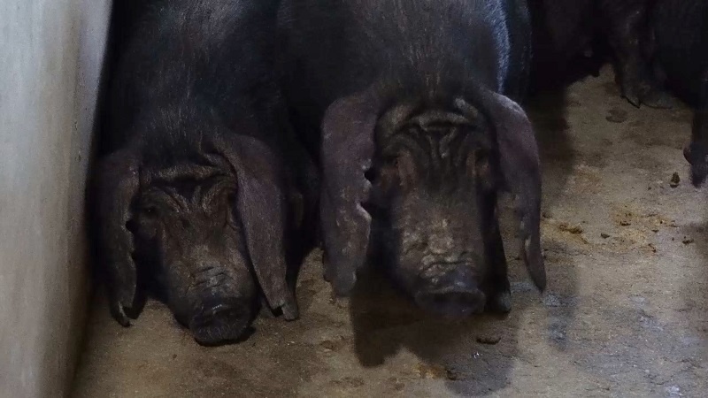 东海老淮猪福利养殖_东海老淮猪保种扩群_“猪王”“肉王”正面争锋