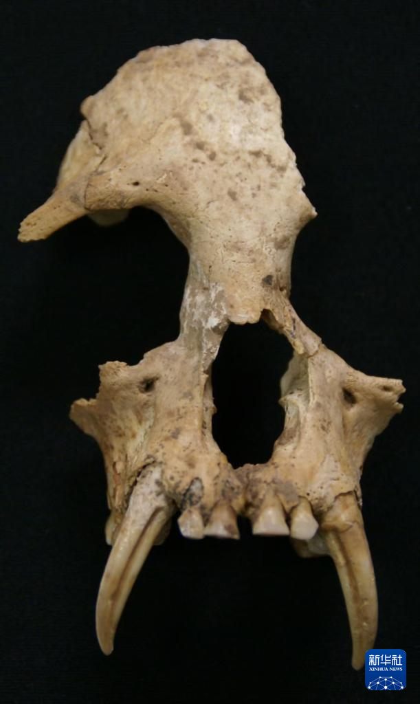 秦始皇祖母陵墓出土的长臂猿为灭绝新物种