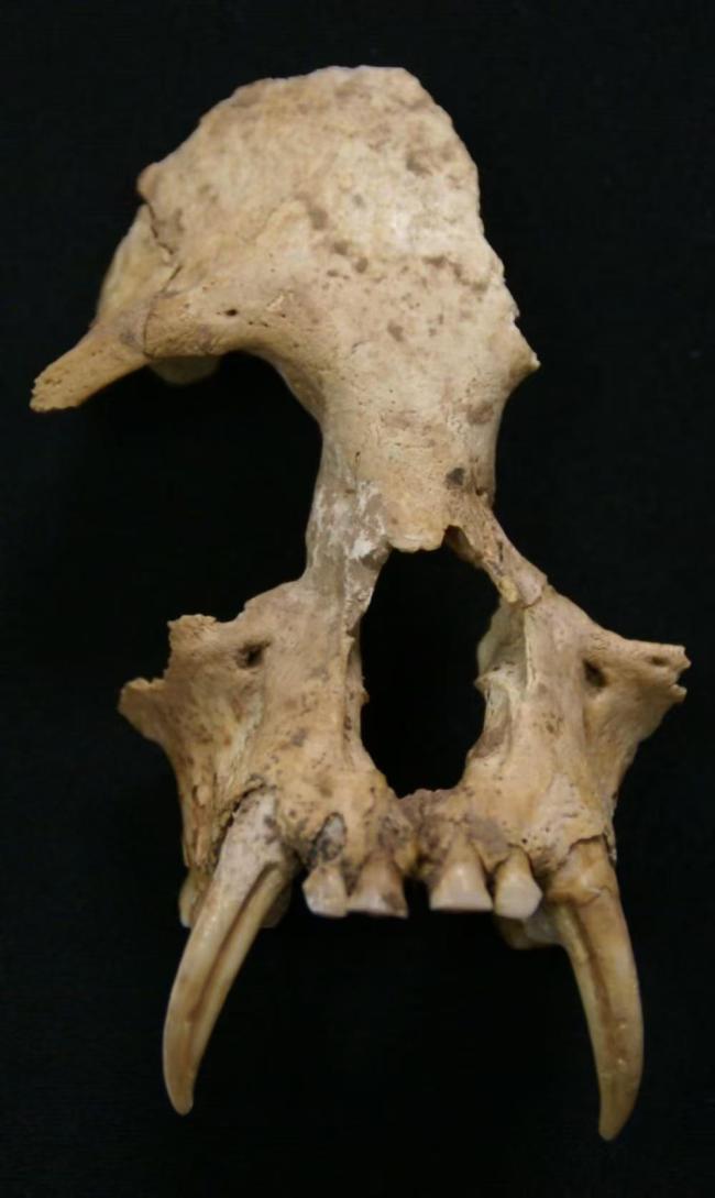 秦始皇祖母陵出土长臂猿为灭绝新物种 古DNA测序揭示真相