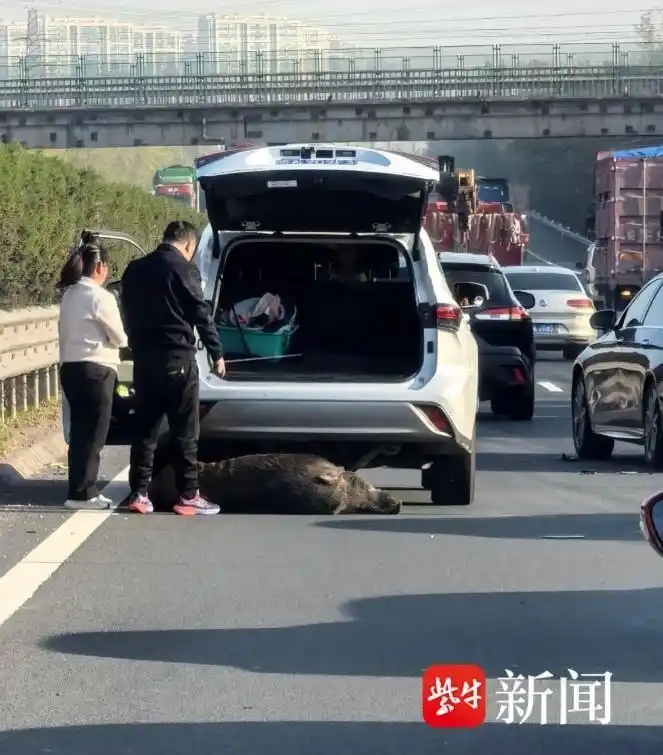 “规矩”开车被野猪撞，只能认全责？野猪在城市快速路或普通道路闯祸，车主往往困于“找不到责任方”