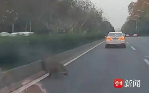 南京机动车撞野猪事故责任认定_男子时速105公里撞上横穿高速野猪群_高速公路野猪撞车赔偿标准