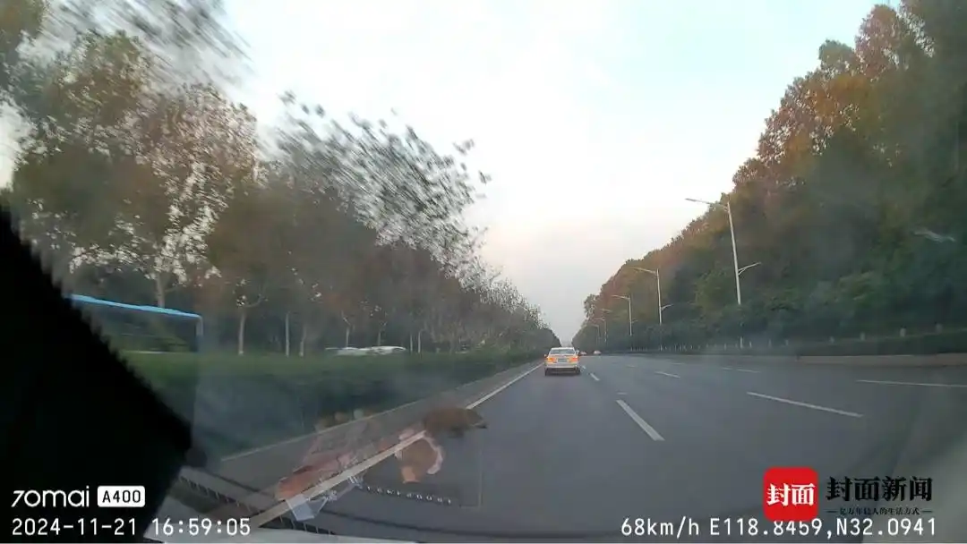 野猪撞车赔偿标准_南京市野猪伤人如何处理_男子时速105公里撞上横穿高速野猪群