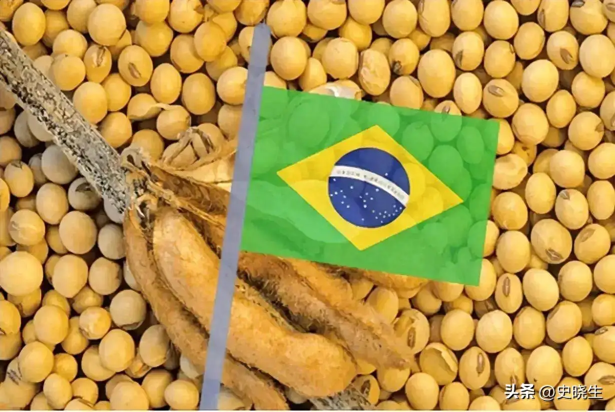 中国近半年没买过美国一粒大豆_阿根廷取消谷物出口关税_美国大豆滞销困境