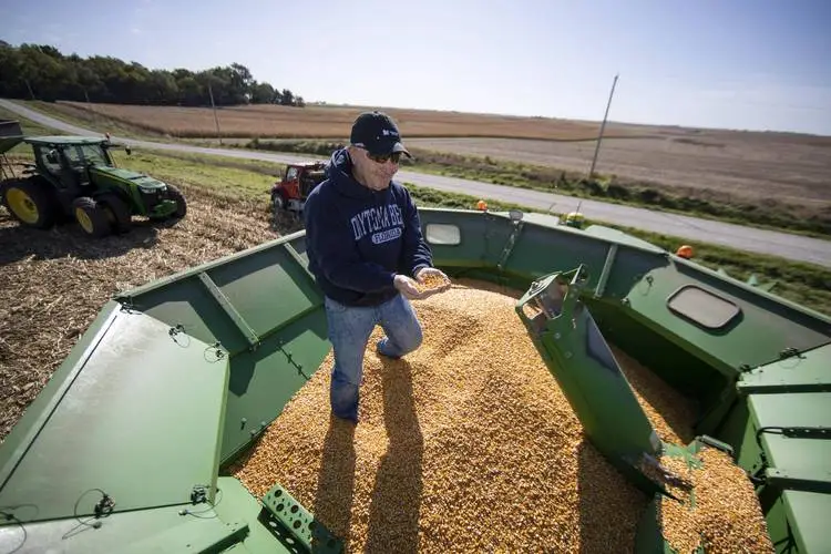中国购买巴西大豆_中国近半年没买过美国一粒大豆_中国大豆产业战略布局