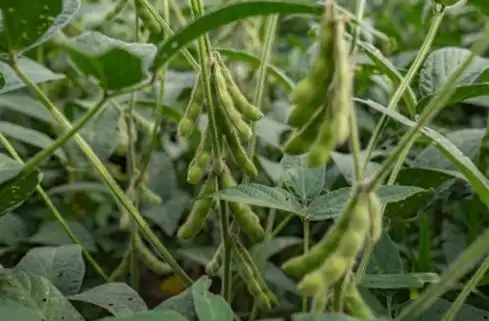 特朗普贸易战美国农业影响_美国大豆中国进口减少_中国近半年没买过美国一粒大豆