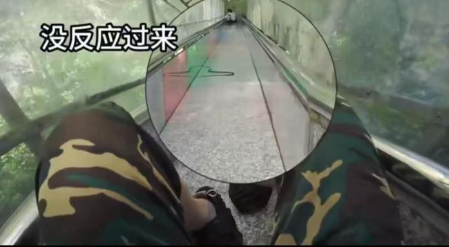 游客景区玩滑梯时 有蛇“从天而降” 惊险一幕引发关注