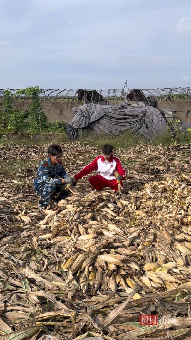 大学生国庆8天假掰了7天半玉米 秋收助力父母