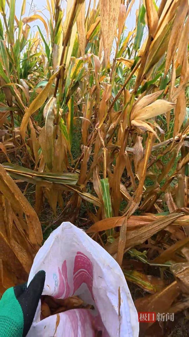 大学生国庆8天假掰了7天半玉米 秋收助力父母