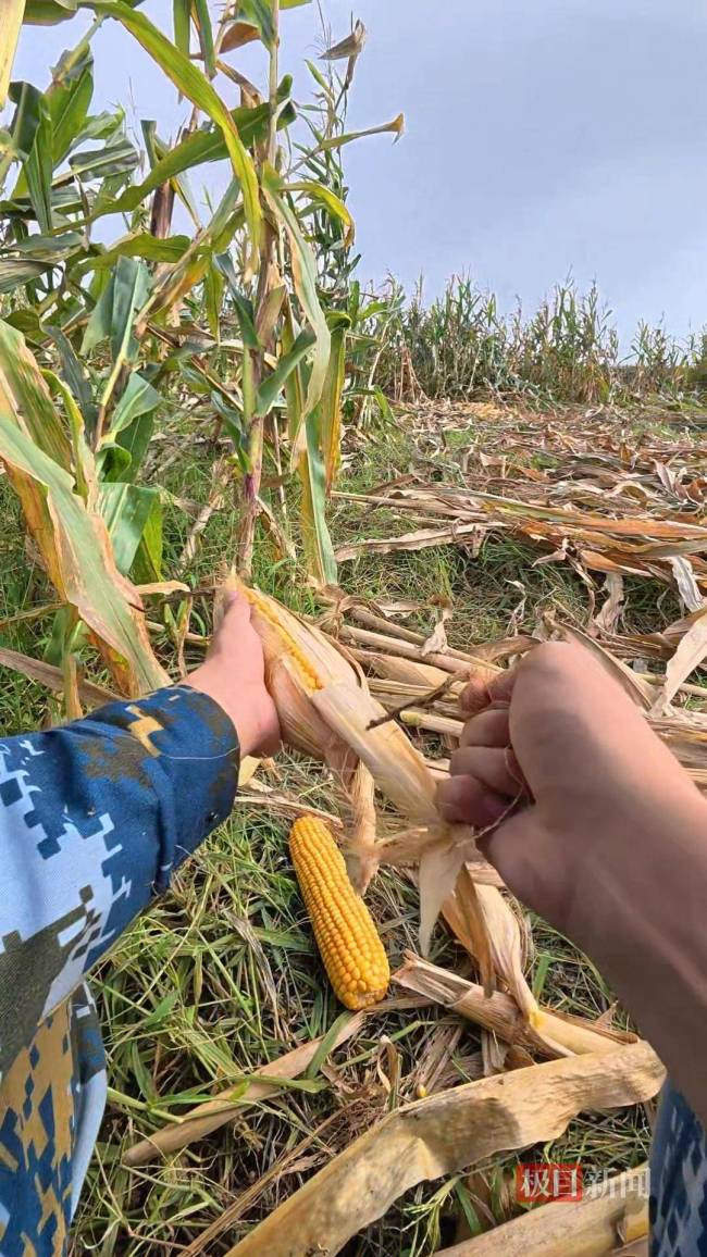大学生国庆8天假掰了7天半玉米 秋收助力父母