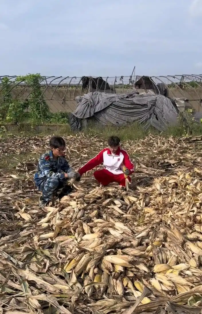 山东一大学生国庆8天假掰了7天半玉米，本人称“自己多弯一次腰父母就少吃一点苦”