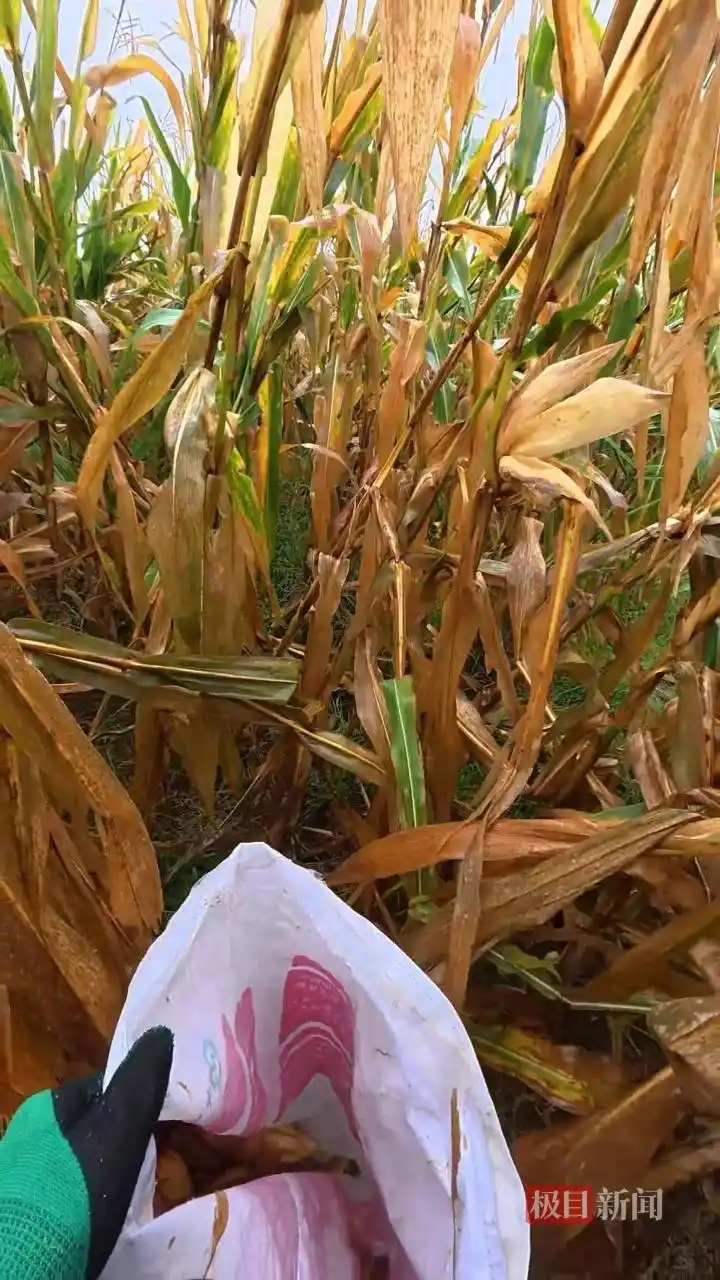 青岛农业大学学生掰玉米_大学生国庆8天假掰了7天半玉米_大学生国庆掰玉米