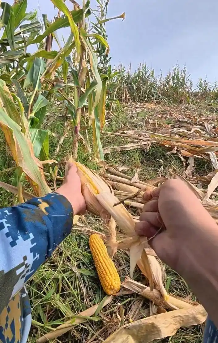 大学生国庆掰玉米_大学生国庆8天假掰了7天半玉米_青岛农业大学学生掰玉米