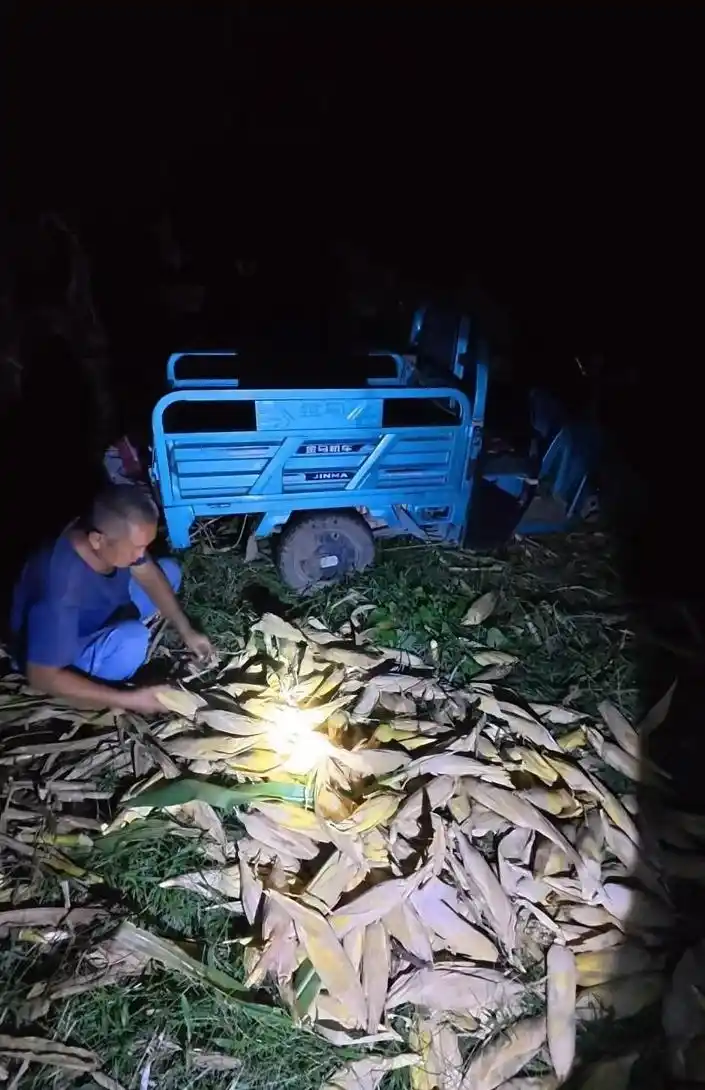 大学生国庆掰玉米_大学生国庆8天假掰了7天半玉米_青岛农业大学学生掰玉米