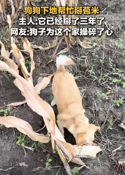 主人称狗狗下地掰玉米掰了三年 玉米犬意外走红网络