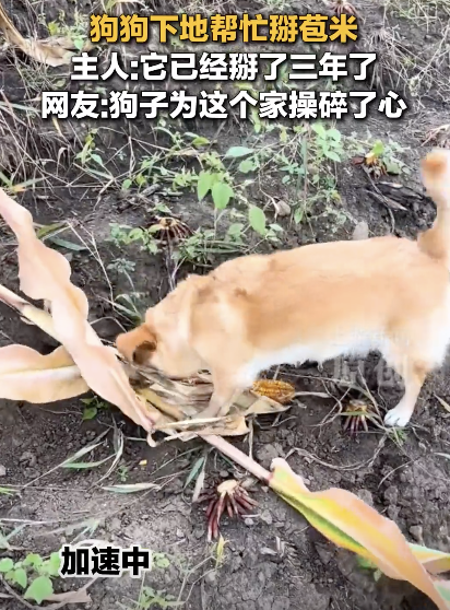 主人称狗狗下地掰玉米掰了三年 玉米犬意外走红网络