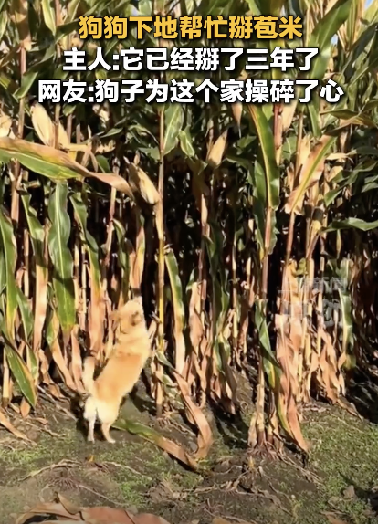 主人称狗狗下地掰玉米掰了三年 玉米犬意外走红网络