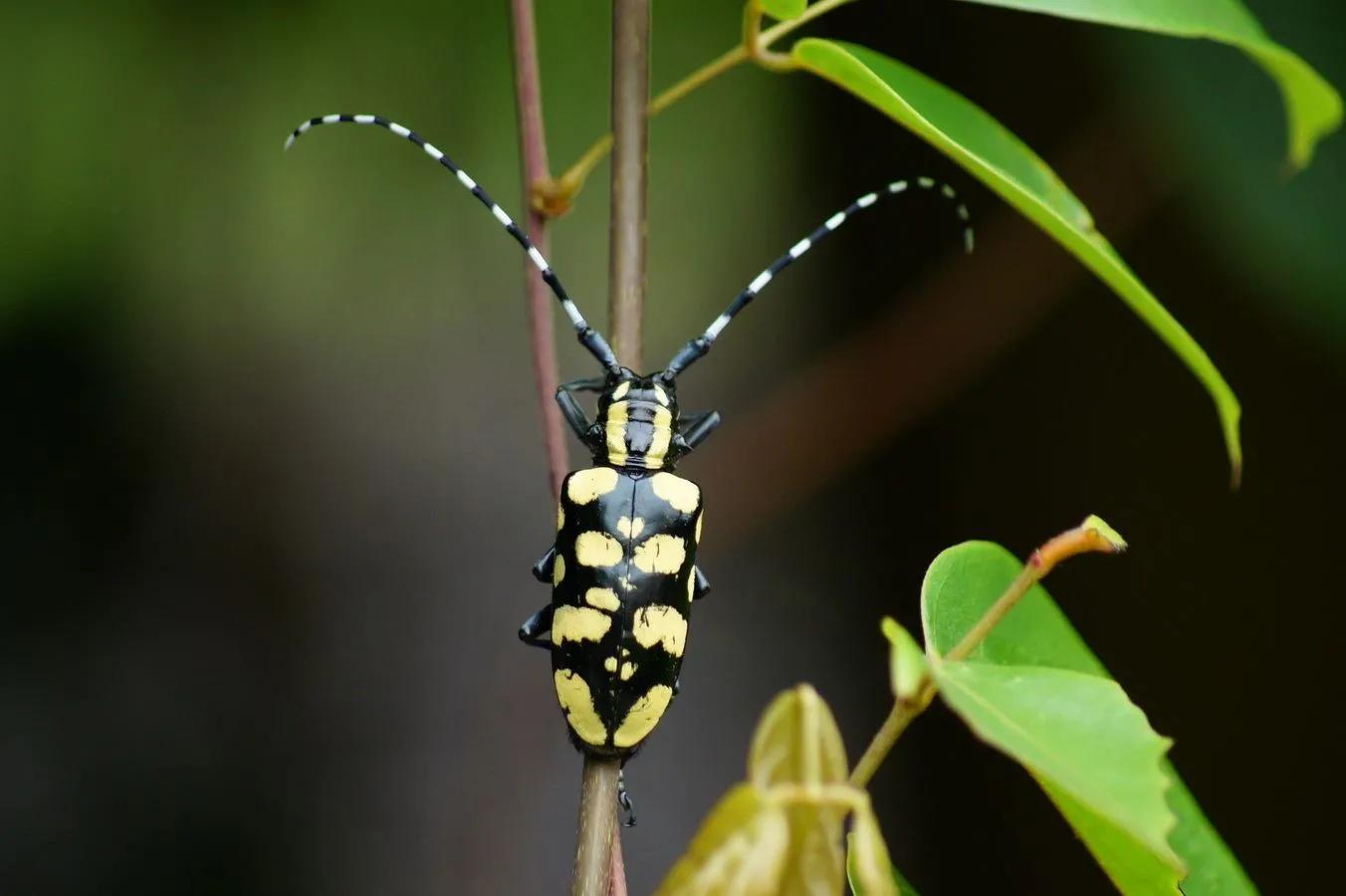 蛀干害虫——天牛
