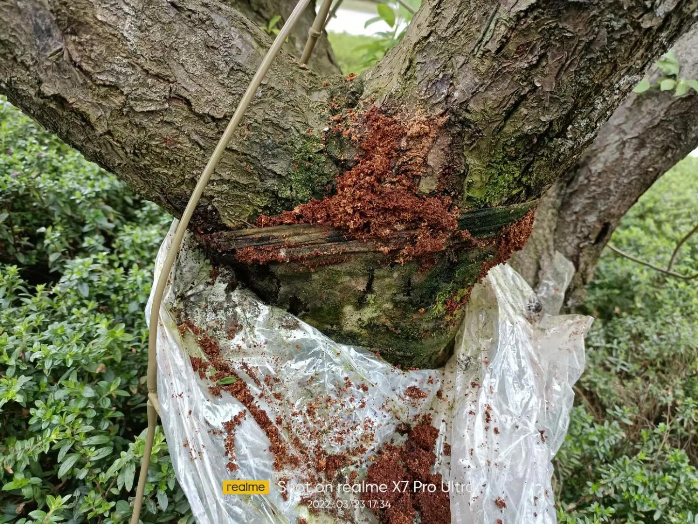 天牛科昆虫_天牛幼虫形态特征_光肩星天牛