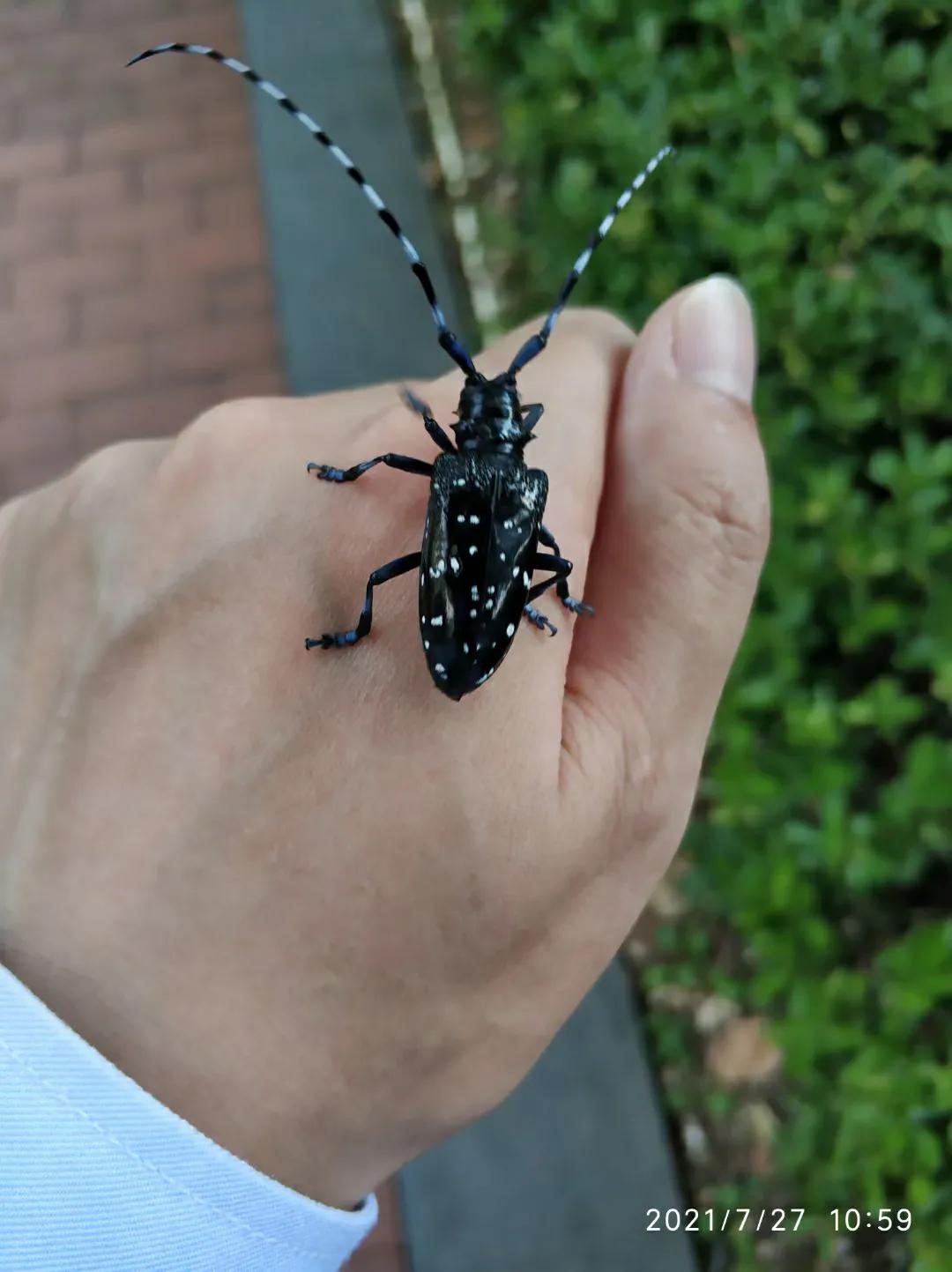 天牛幼虫形态特征_天牛科昆虫_光肩星天牛