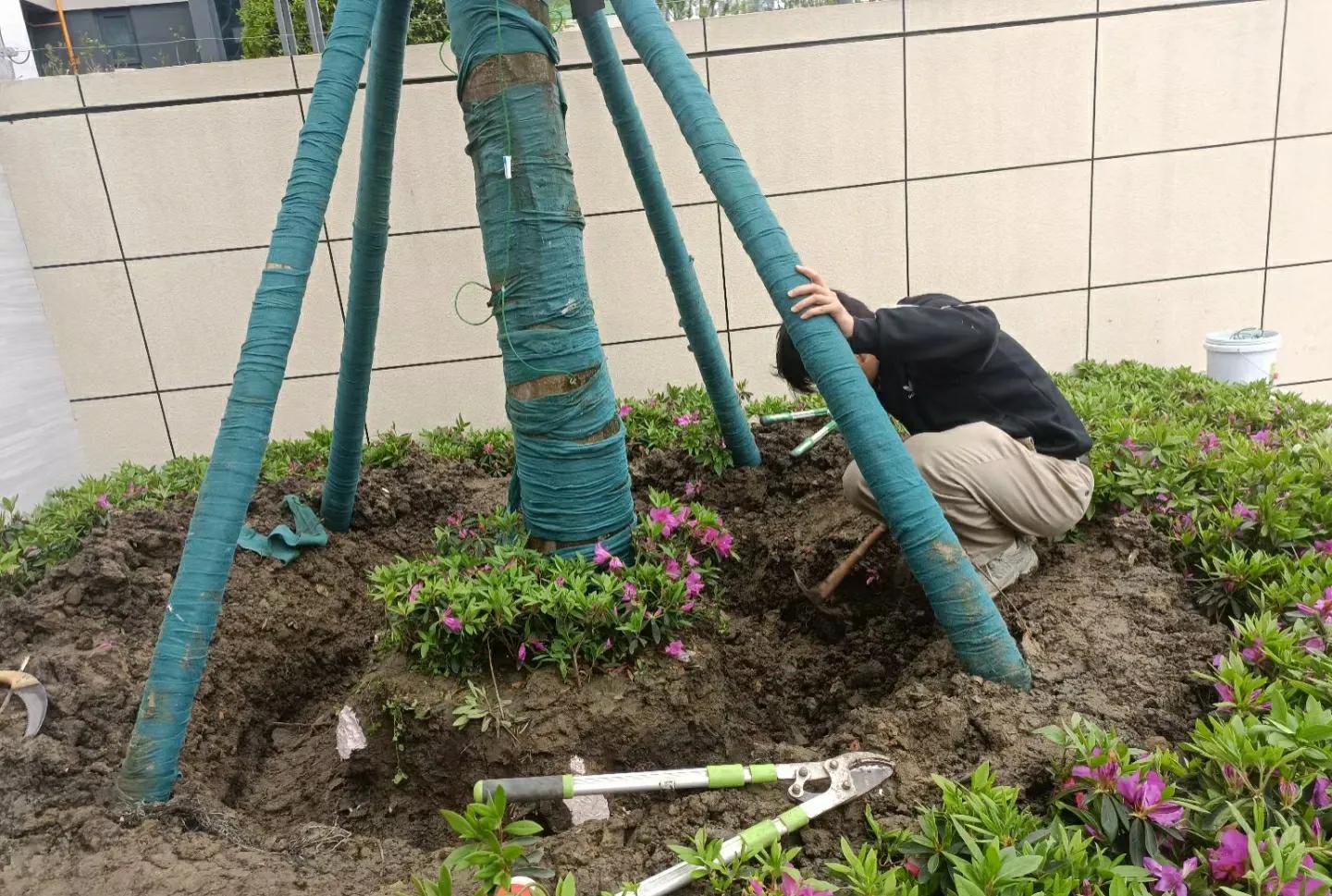 天牛幼虫形态特征_光肩星天牛_天牛科昆虫