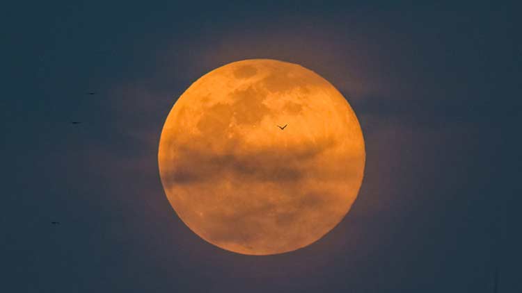 襄阳多加面溢出视频_武汉免费续面网红店_牛肉面馆一碗“管饱面”全网爆火