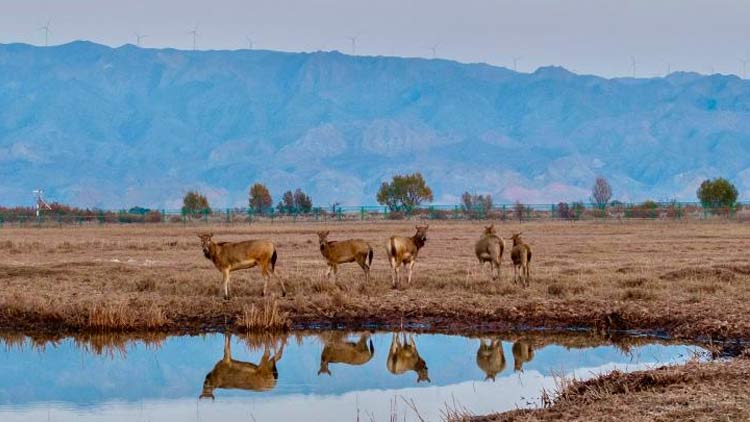 武汉免费续面网红店_襄阳多加面溢出视频_牛肉面馆一碗“管饱面”全网爆火