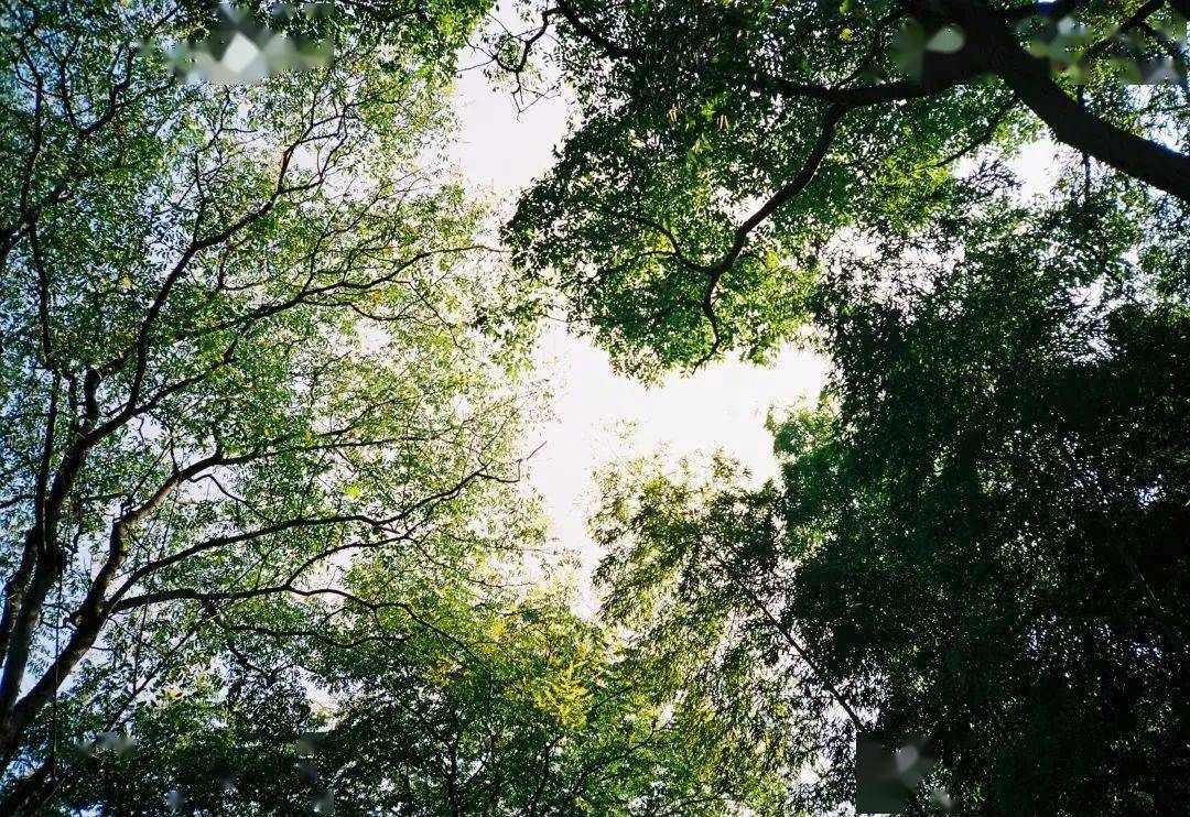 幻影修心_心的本质探讨_禅修中的调心