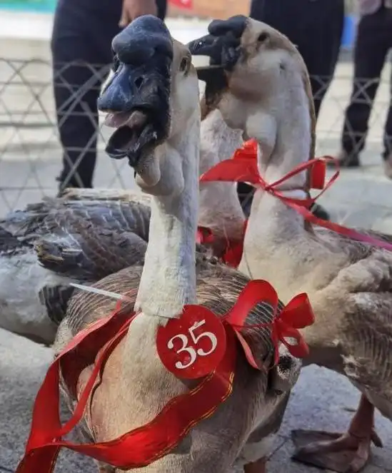 全运会开幕式有“广东特产”狮头鹅_广东高速公路发展历程_潮汕卤鹅文化特色