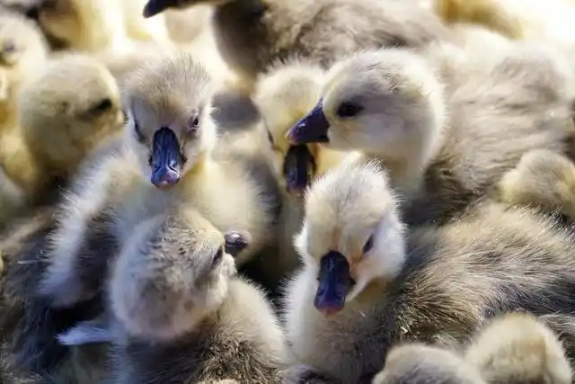 汕头澄海狮头鹅文化节_澄海狮头鹅产业集群发展_全运会开幕式有“广东特产”狮头鹅