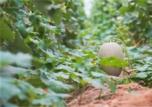 蜡笔小新下载_蜡笔小新剧场版 灼热的春日部舞者 印度 阿呆决裂