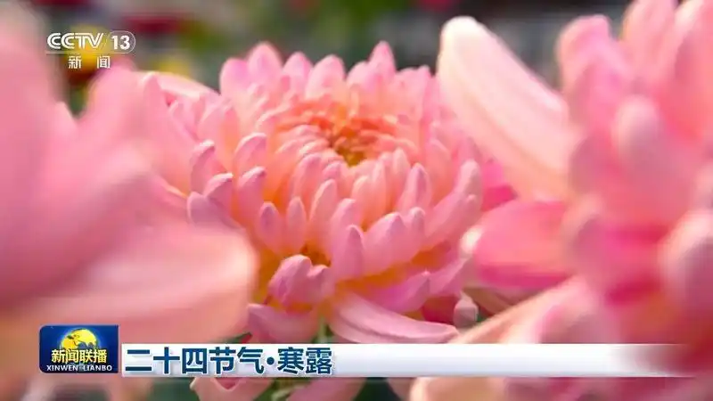 假期末，寒露至，你的朋友圈文案已就位！