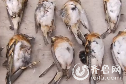 小鸟身上从头到背都是黑色,腹部是白色