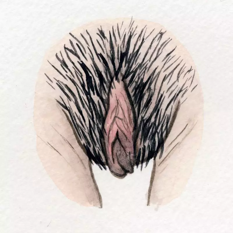 真实美丽阴部展示_多元女阴插画_阴部图片