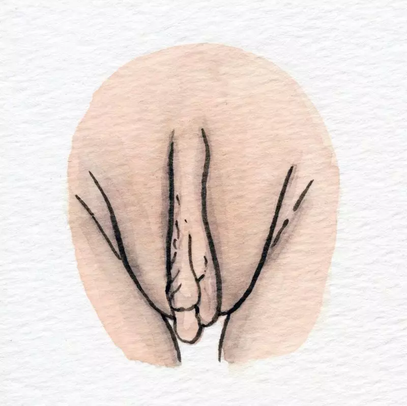 阴部图片_真实美丽阴部展示_多元女阴插画