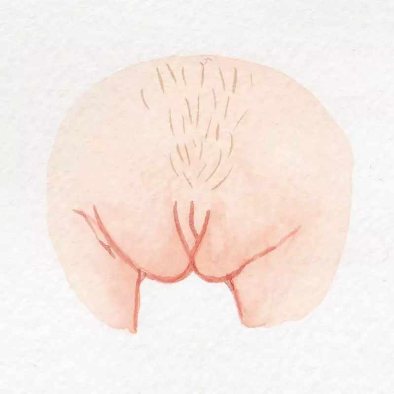 多元女阴插画_真实美丽阴部展示_阴部图片
