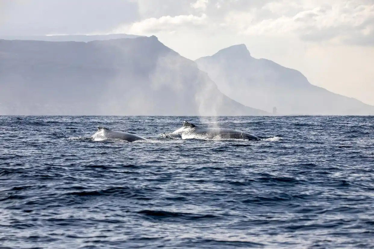 全球海洋变暗研究_海洋光照深度变化_nasa报告：地球正在“变暗”