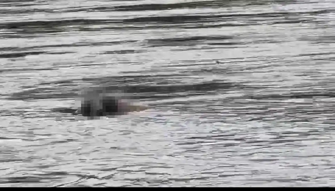 缅甸政府将拆除kk园区148栋建筑_缅甸KK园区清剿行动_缅甸电诈园区星链设备