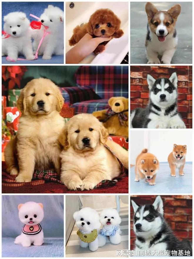 天津比熊_天津来福乐猫犬舍北辰店_天津宠物店推荐