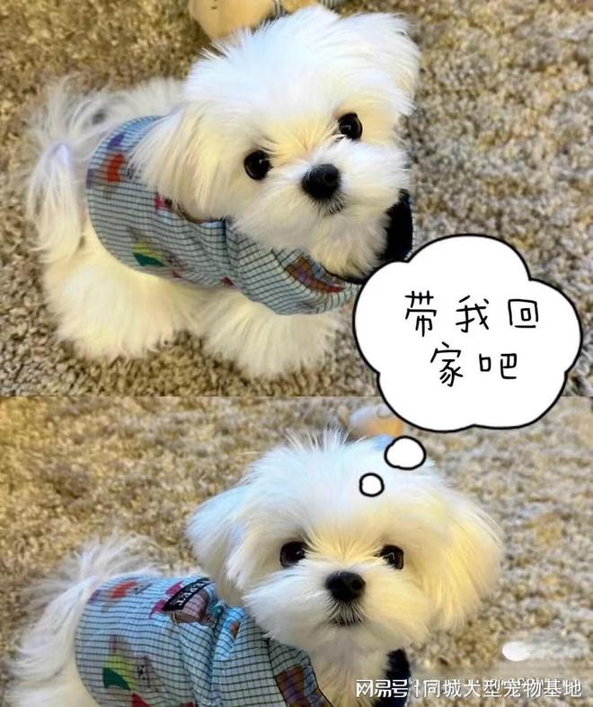 天津比熊_天津来福乐猫犬舍北辰店 纯种宠物购买 天津宠物店推荐