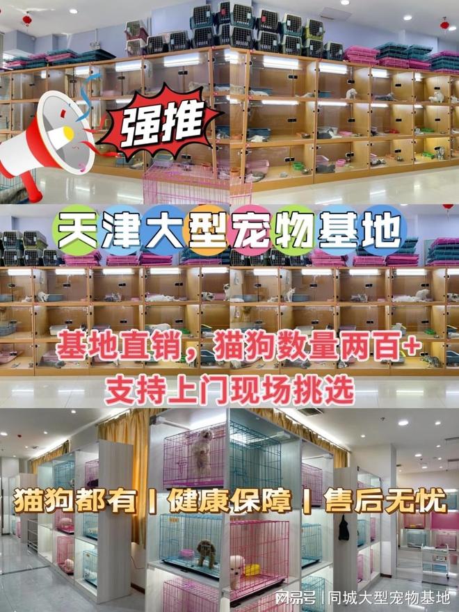 天津买猫狗的地方在哪里？在此选购，安全可靠且能现场挑选宠物！